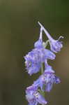 Carolina larkspur